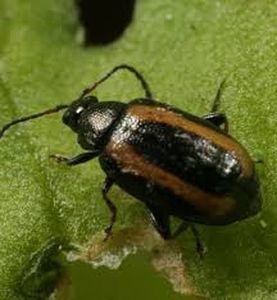 uploads/images/pest/capsicum flea beetles.jpg